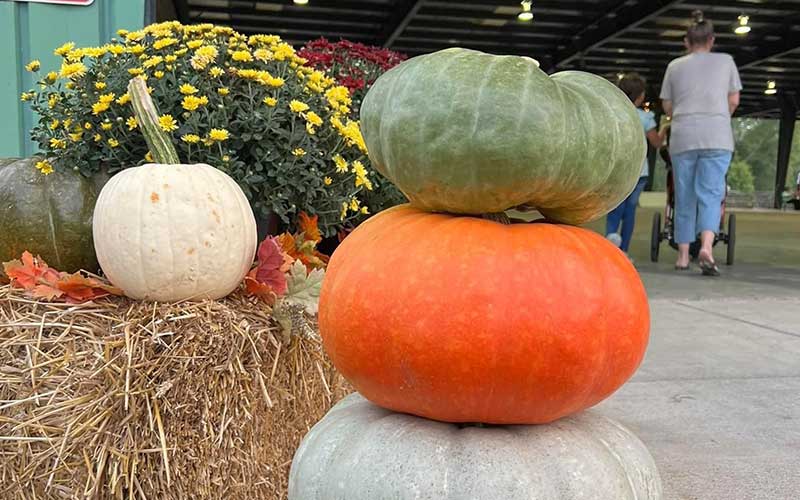 Fall Festival at the Market