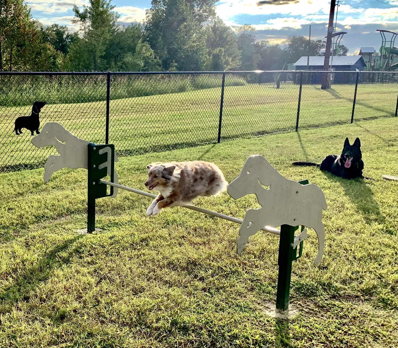 Dog Park